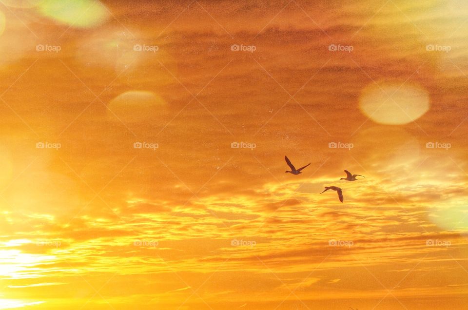 Three geese in flight with an orange sunset behind.