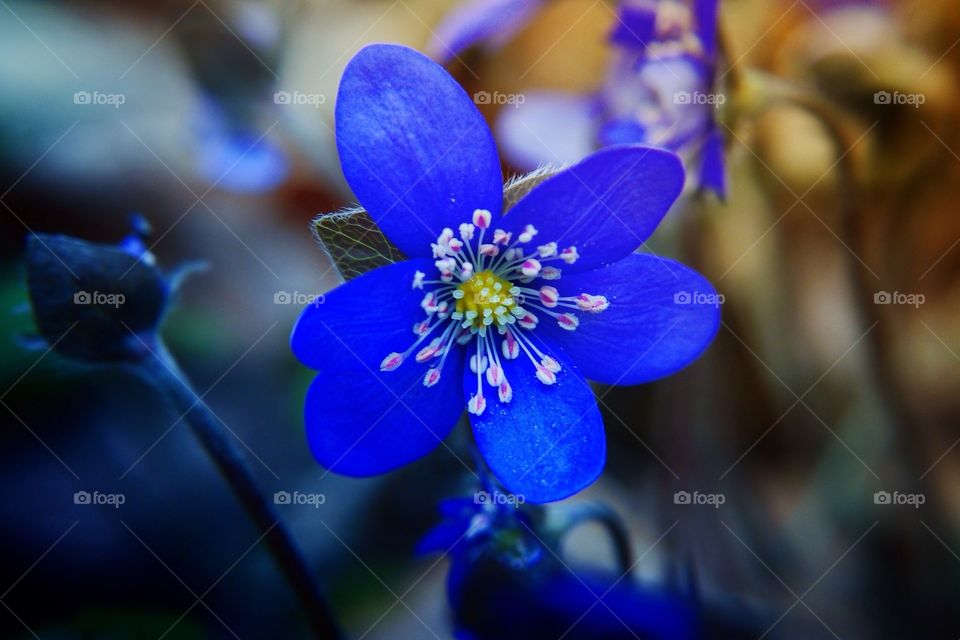 Blue flower