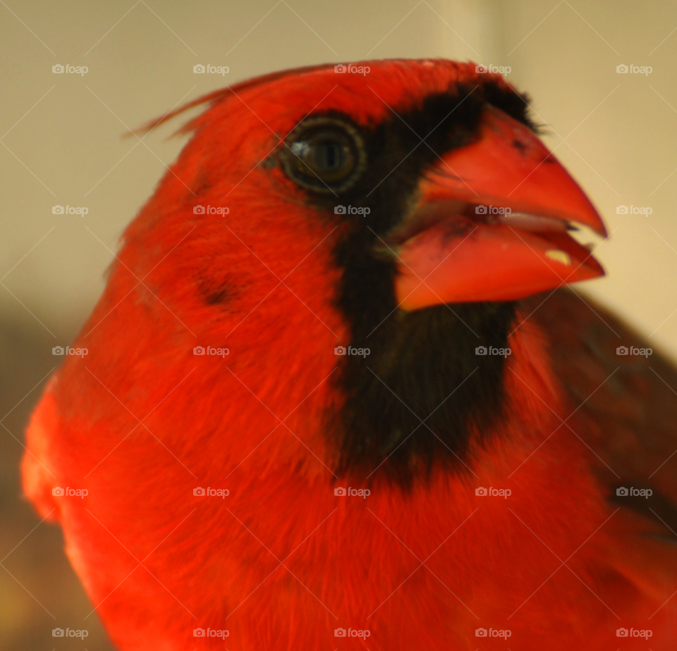 red animal bird male by lightanddrawing