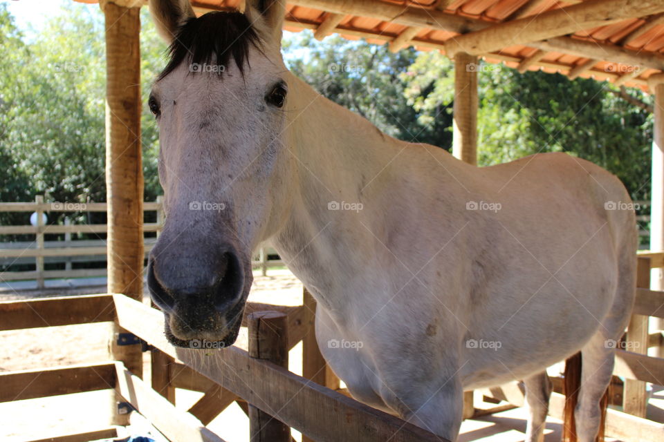 white horse on farm pasture