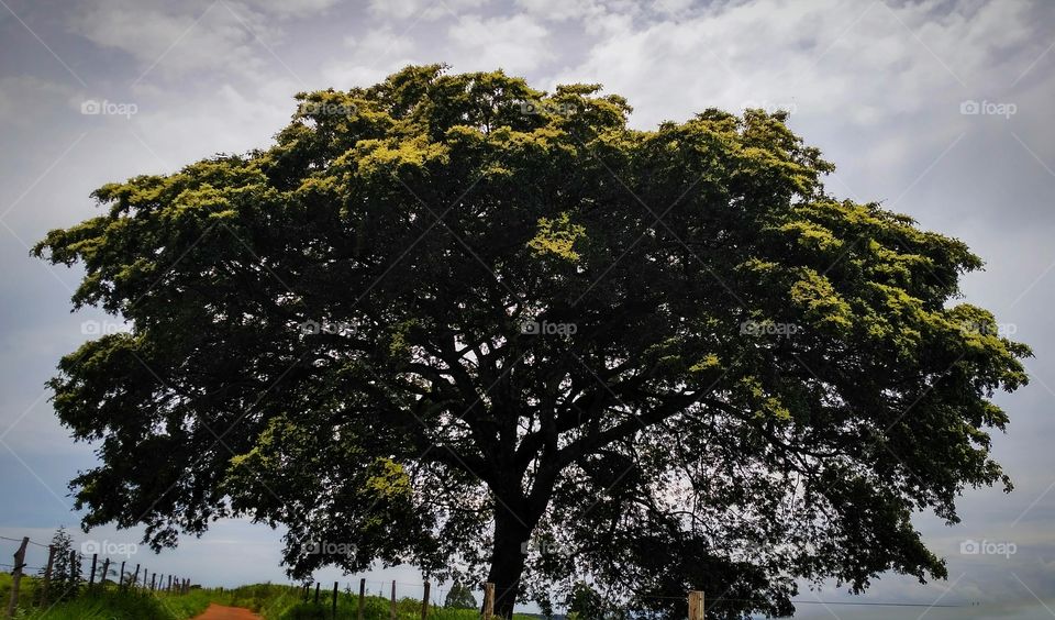 Big tree against cloudy sky