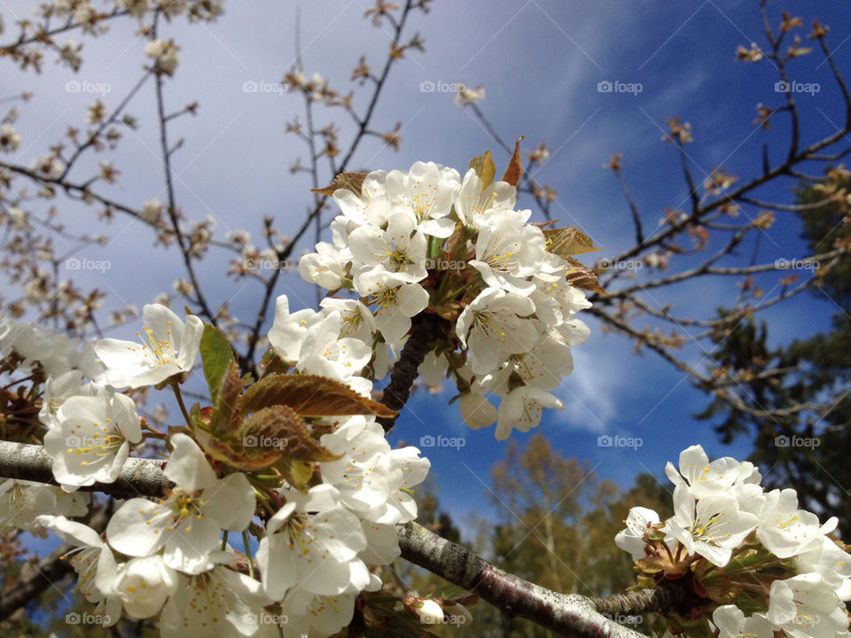 sweden spring flowers white by nesty