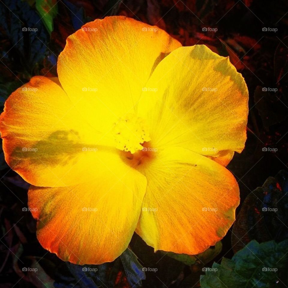 Bright yellow hibiscus 