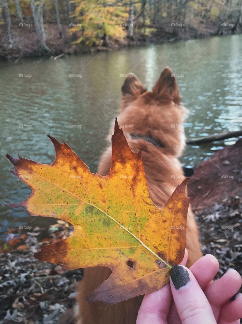 Fall hikes