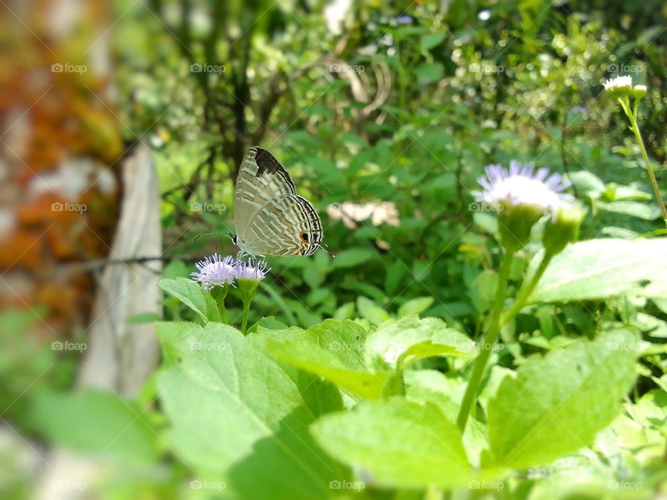 Sri lanka beautiful butterflies