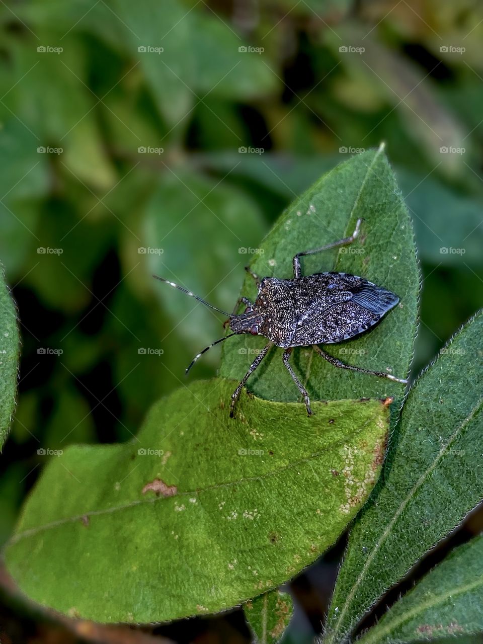 Small Stink Bug