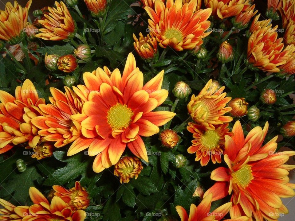 Mothers Day chrysanthemum 