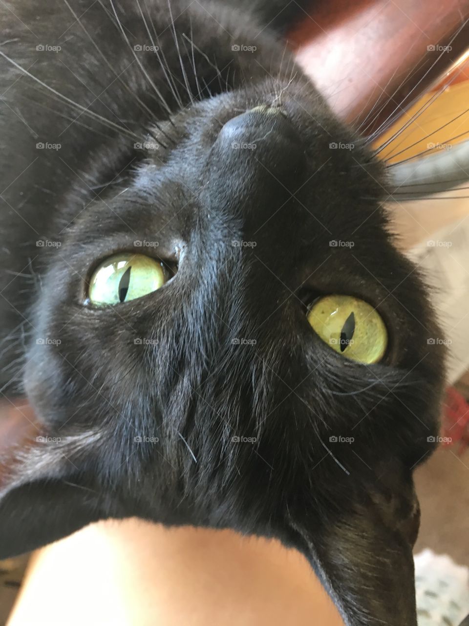Close up of a black cat laying upside down, lap cat, cat with green eyes, black fur