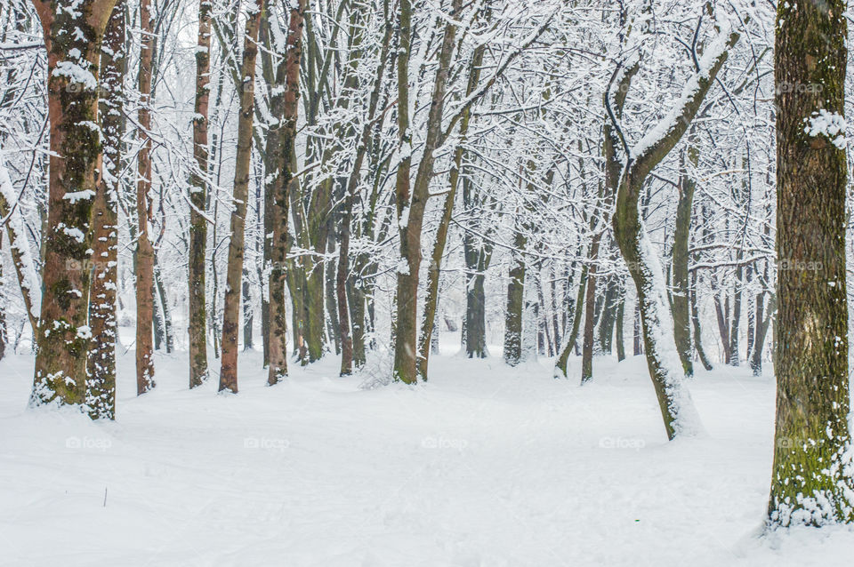 Trees in forest during winter