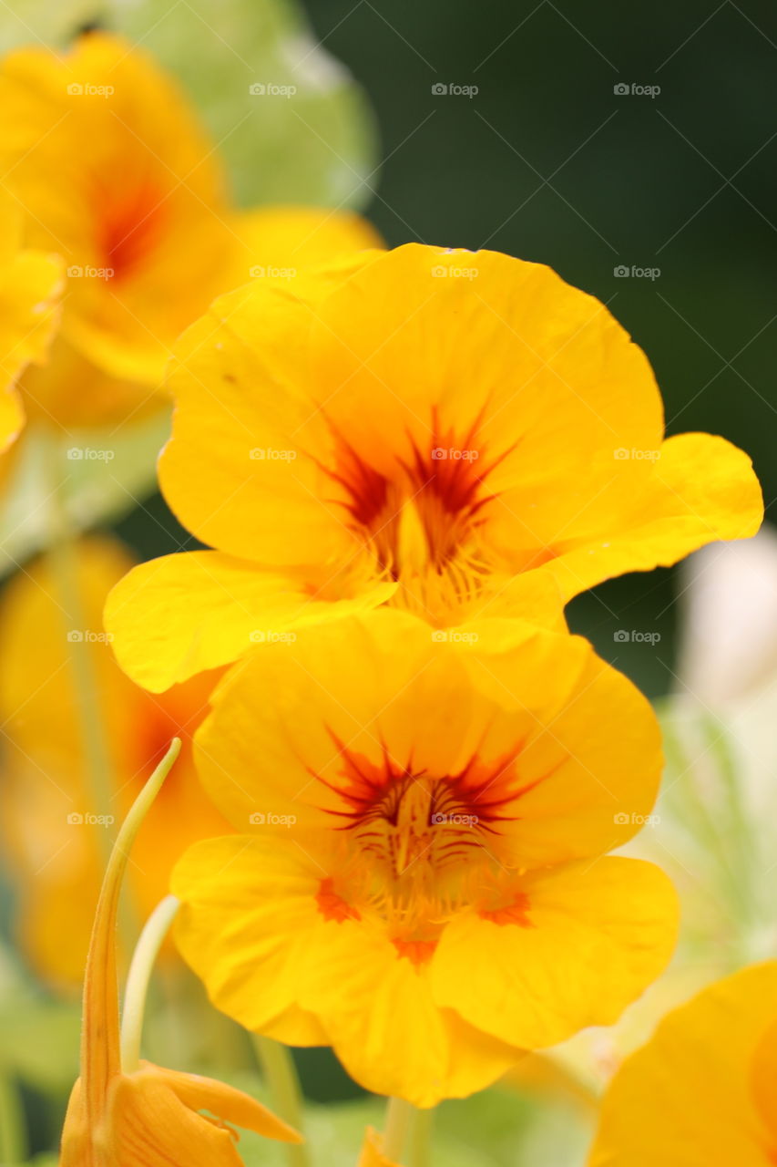 Bright orange nasturtium flowers closeup