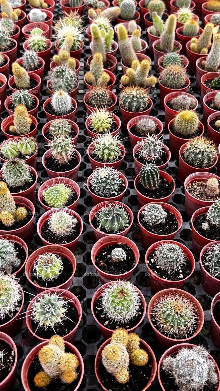 Cactus plant 