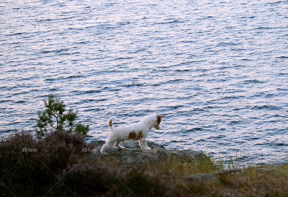 Dog looking at the water