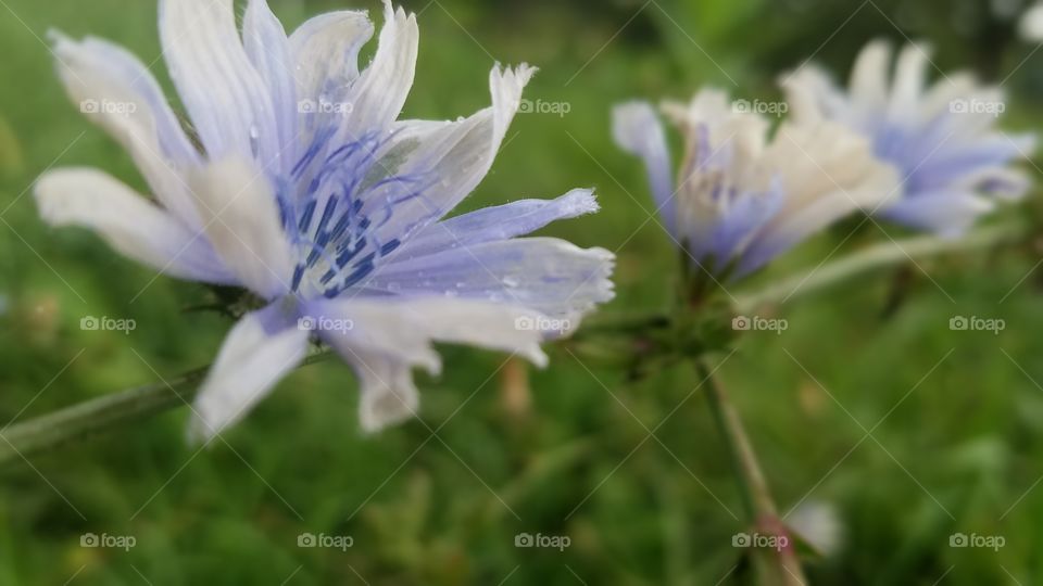 chicory corn flower