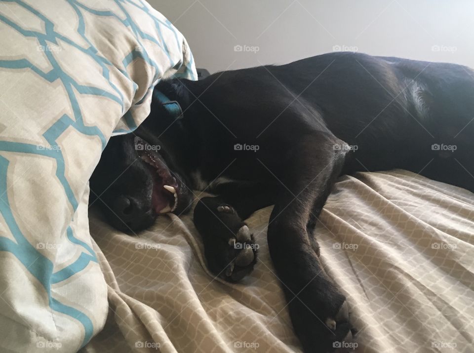 Even the dog hates mornings! But he loves soft things! I don’t know the real reason he buried his face but it makes for a good picture.