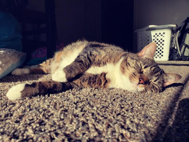 cat naps