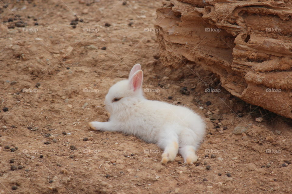 Close-up of a cute white rabbit