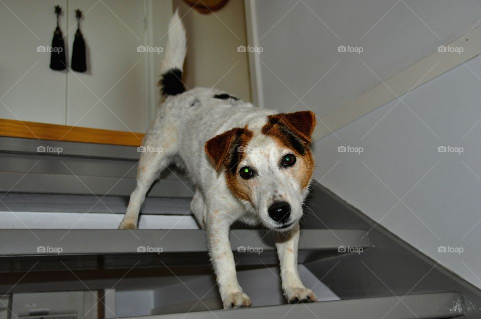 Jack Russel Terrier. Picture Of my dog!
