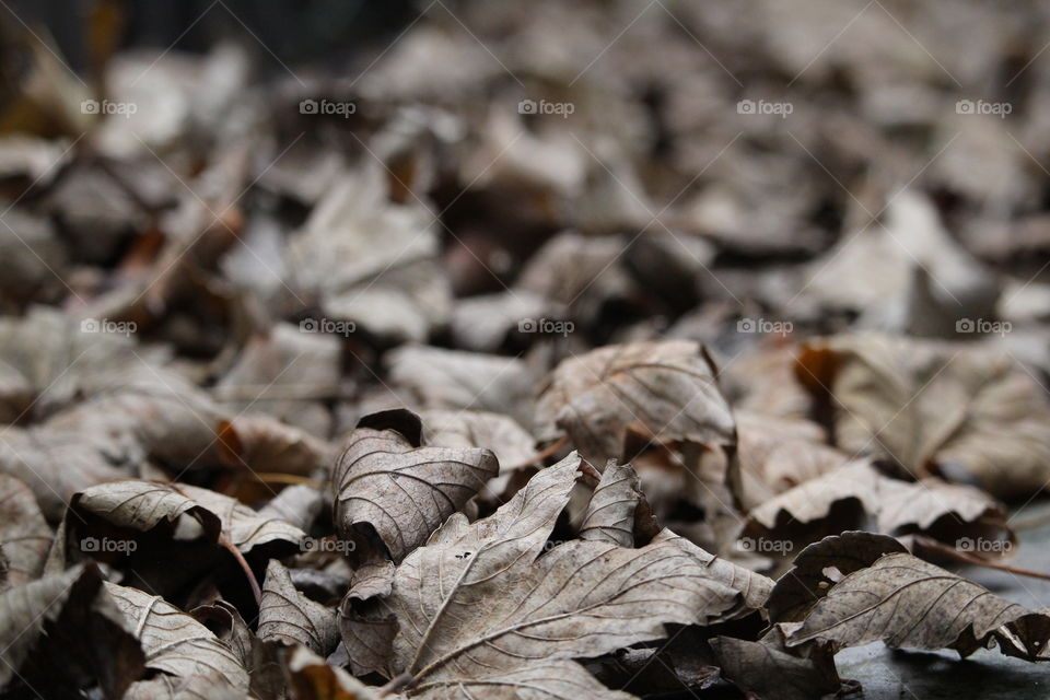 Autum leaves 🍃 