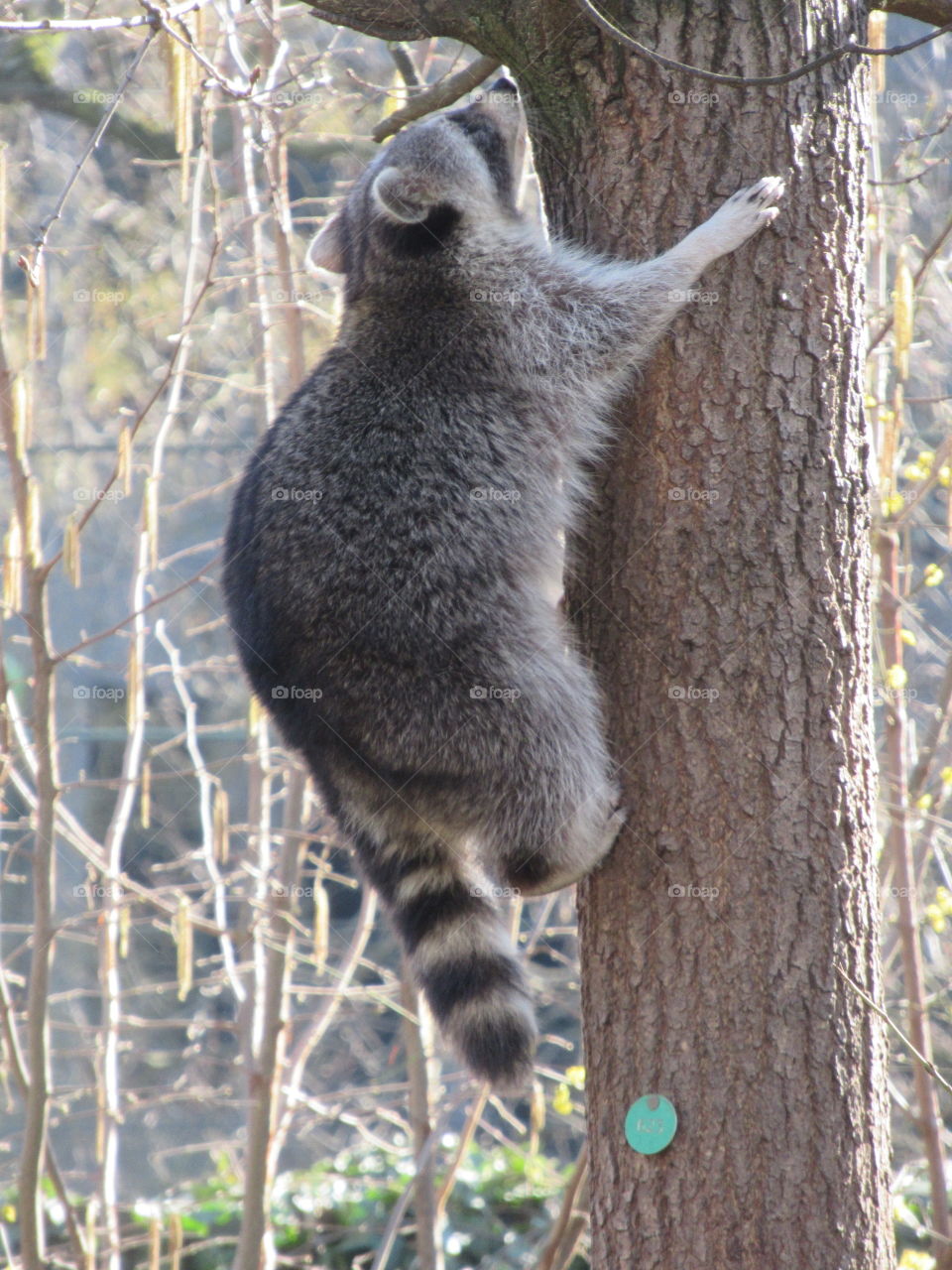 Raccoon climbing a tree at cologne zoo in germany