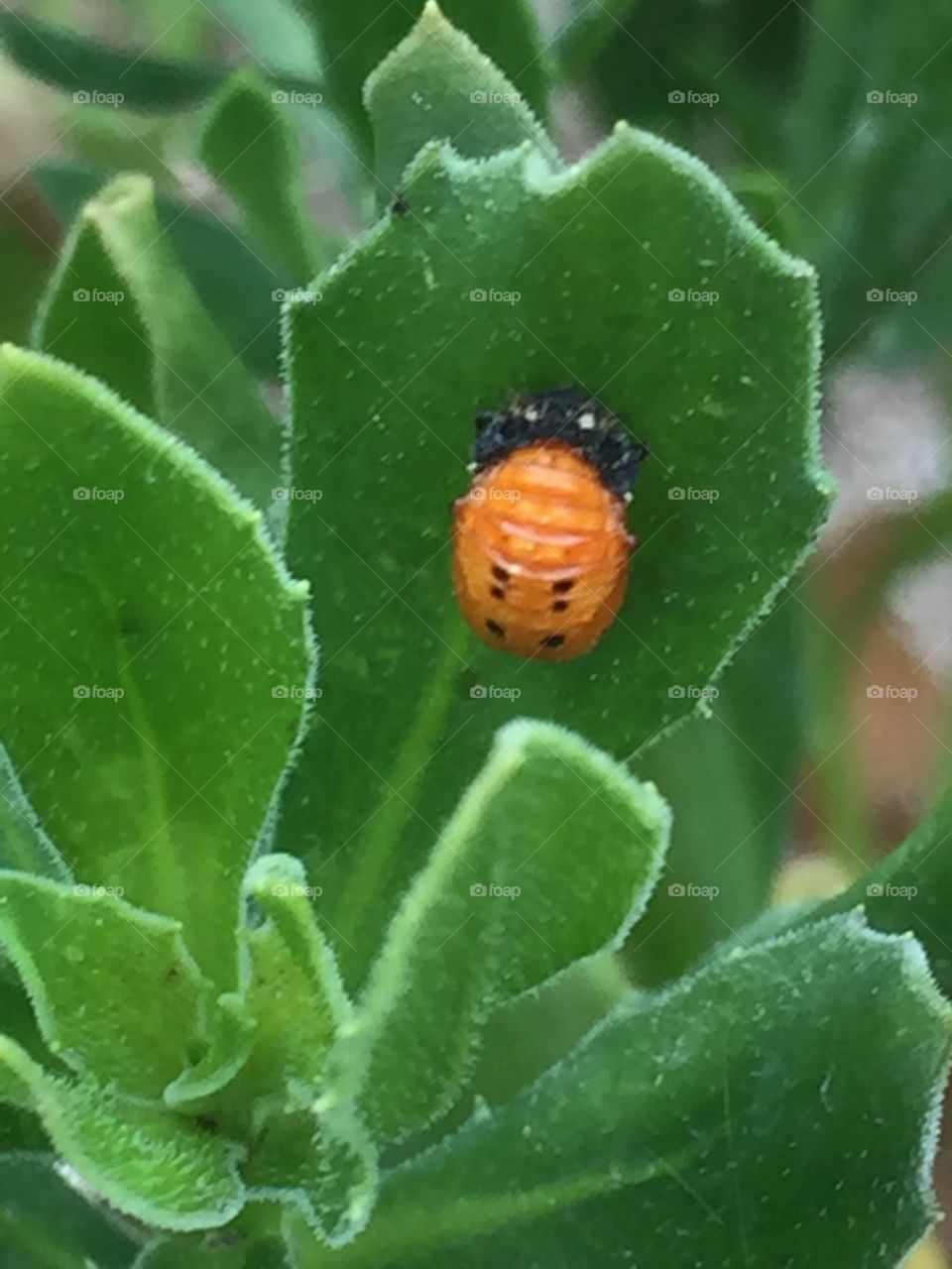 Baby ladybug 