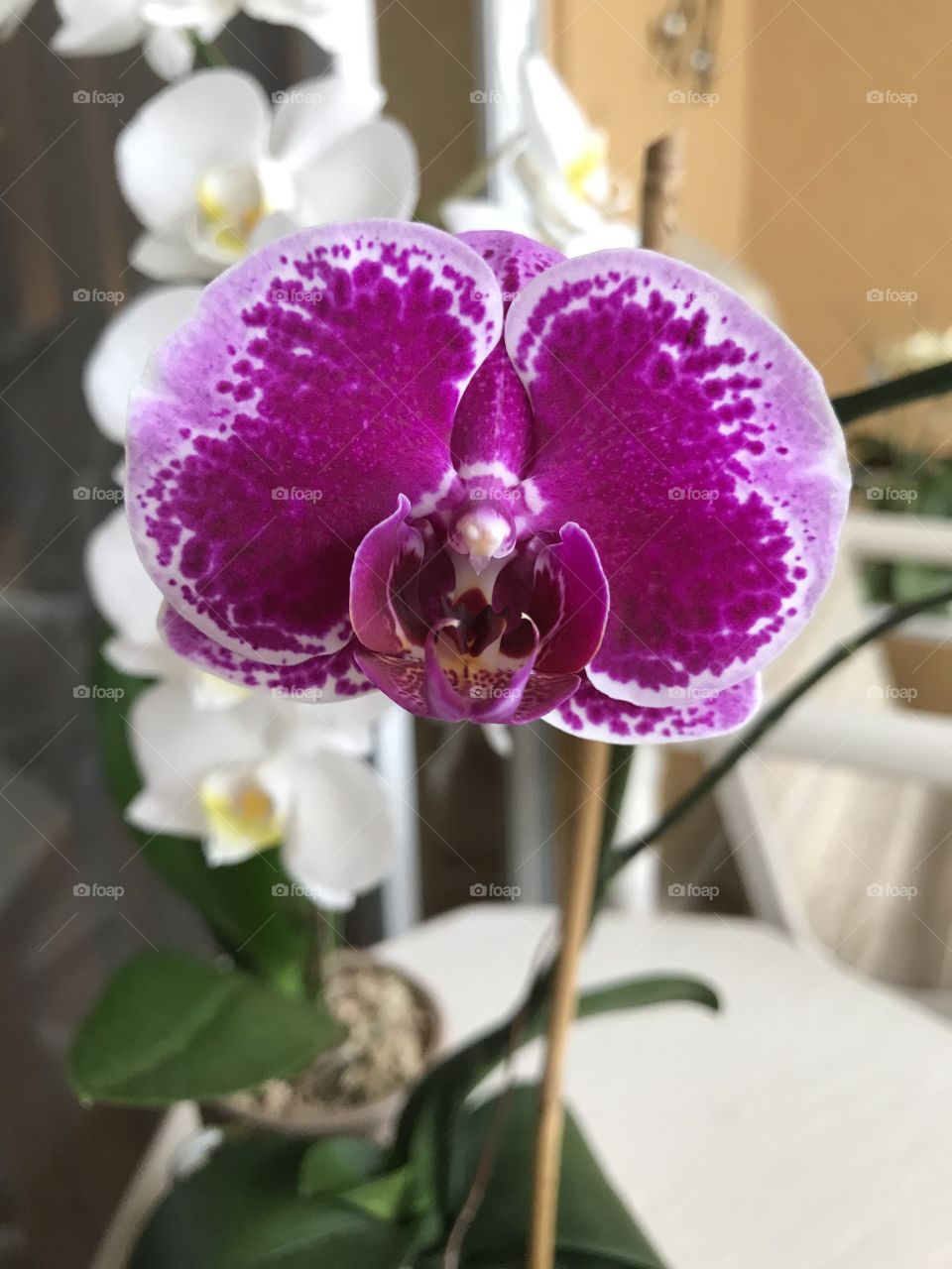 Glorious Orchid 
