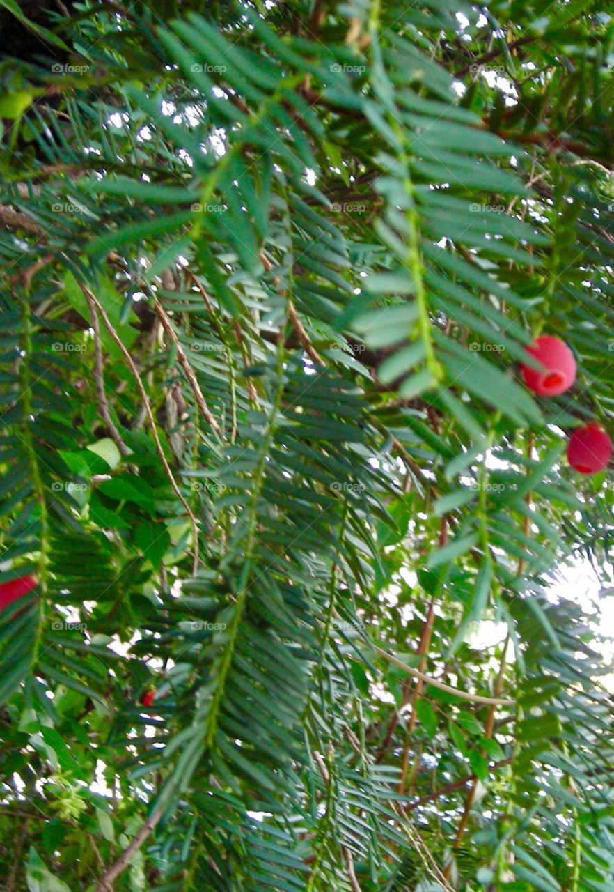 Evergreen Bush Berries 