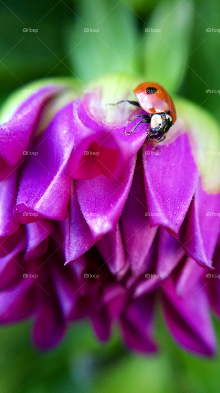 Ladybug on flower