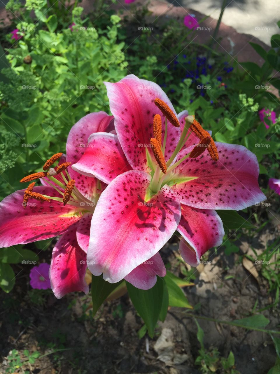 Summertime Lilly 