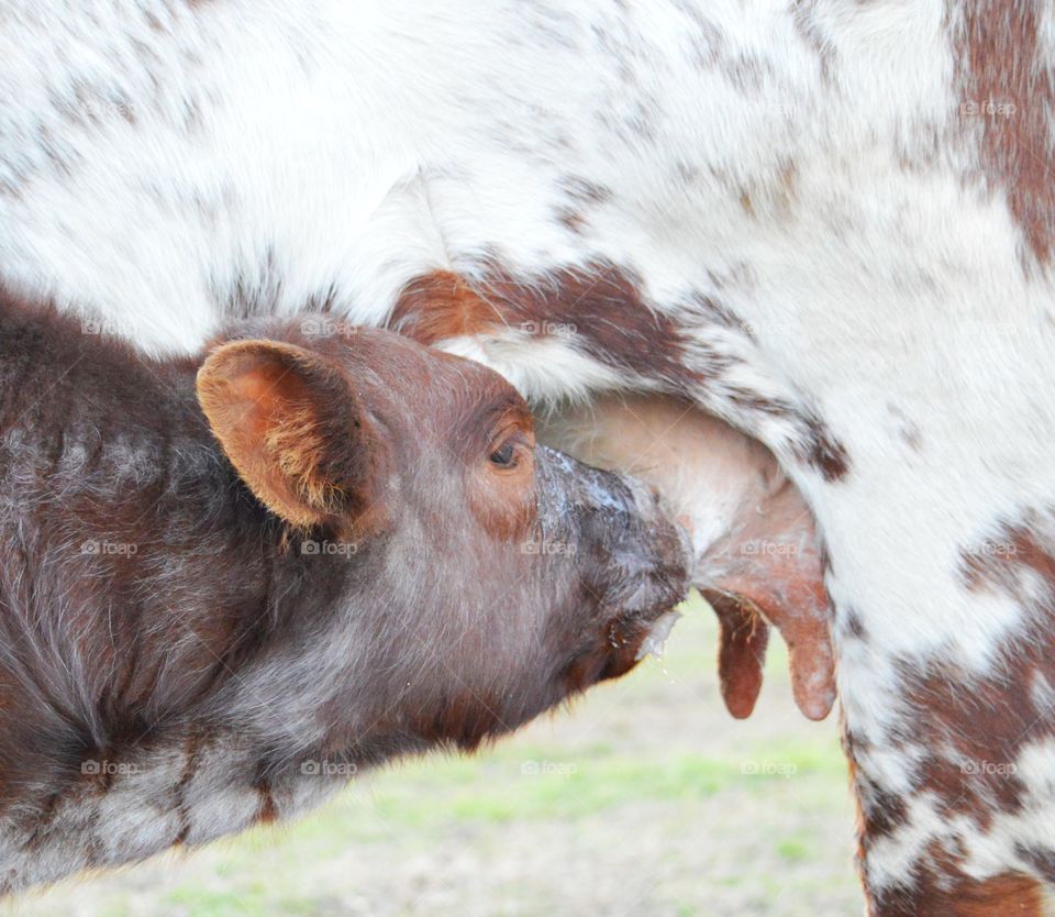 Calf feeding