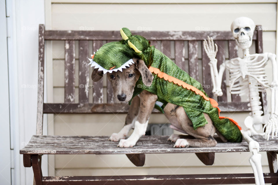 Young puppy wearing an alligator Halloween costume sitting on a bench outdoors next to a skeleton