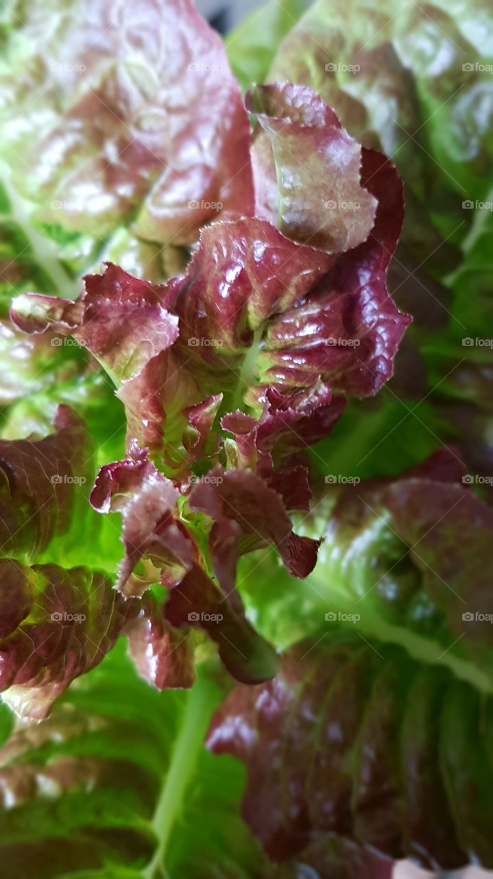 close-up of lettuce