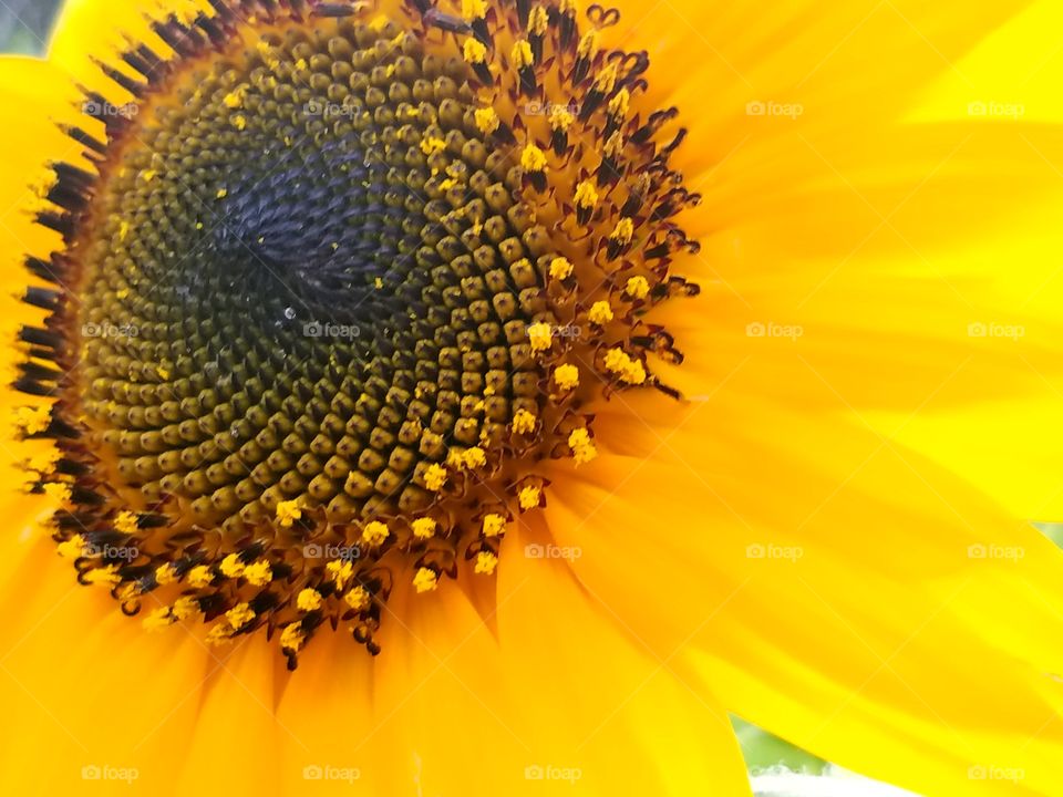 Sunflower, No Person, Nature, Flower, Summer