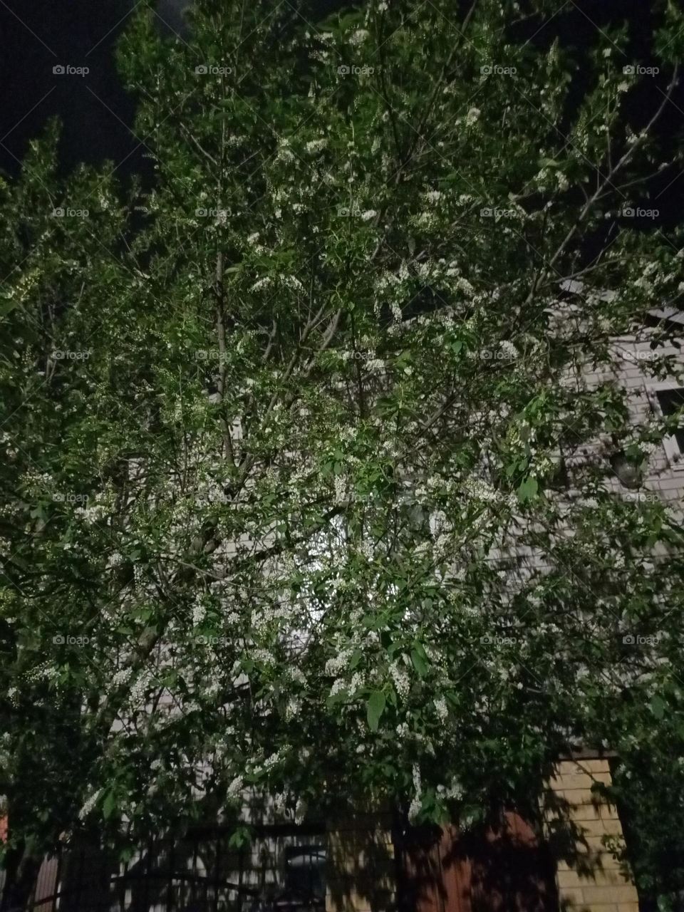 night flowers