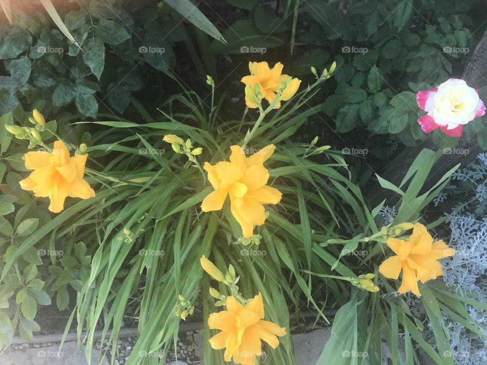 Yellow day lilies 