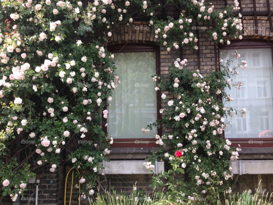 Window during spring. Lüneburg - Germany