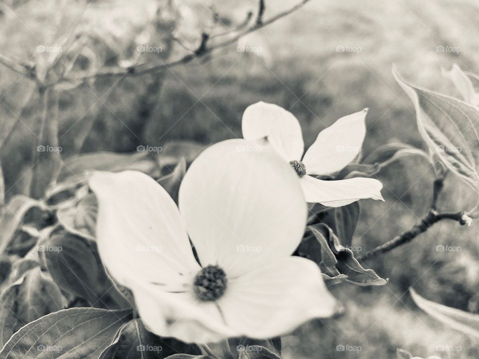 Black and white flower close uo