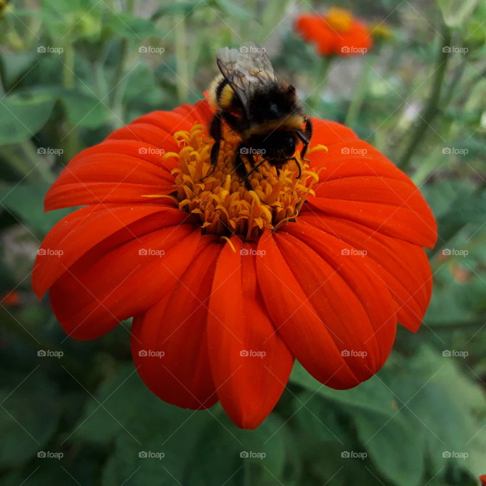 bumblebee macro in red flower