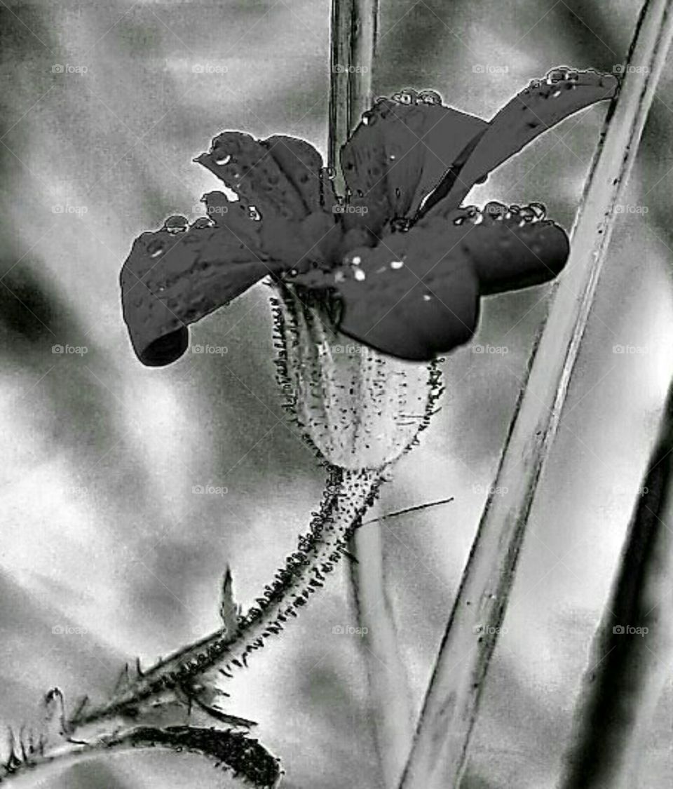 Nature, Flower, Monochrome, Art, Winter