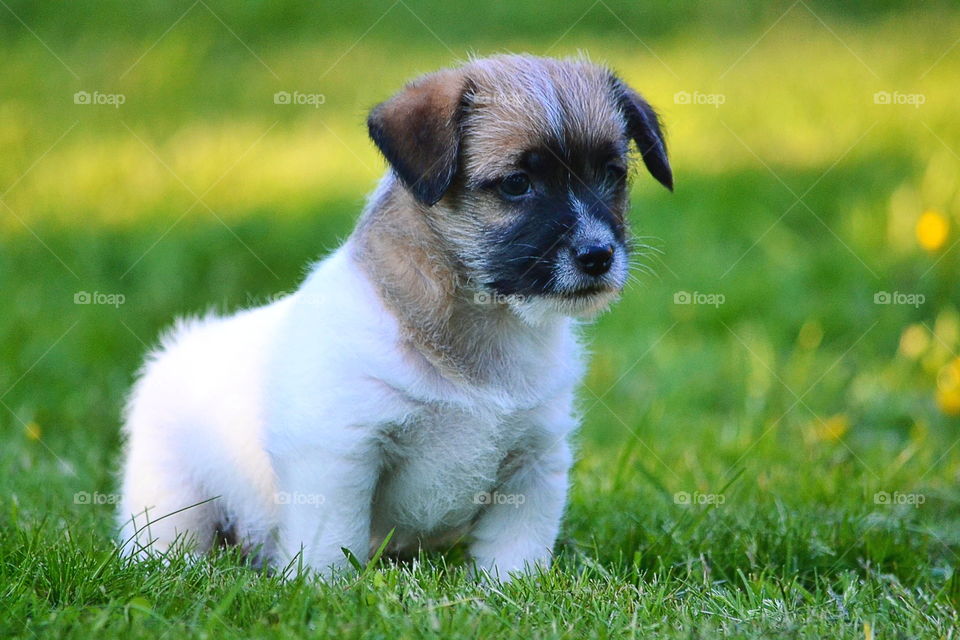 Puppy on standing on grass