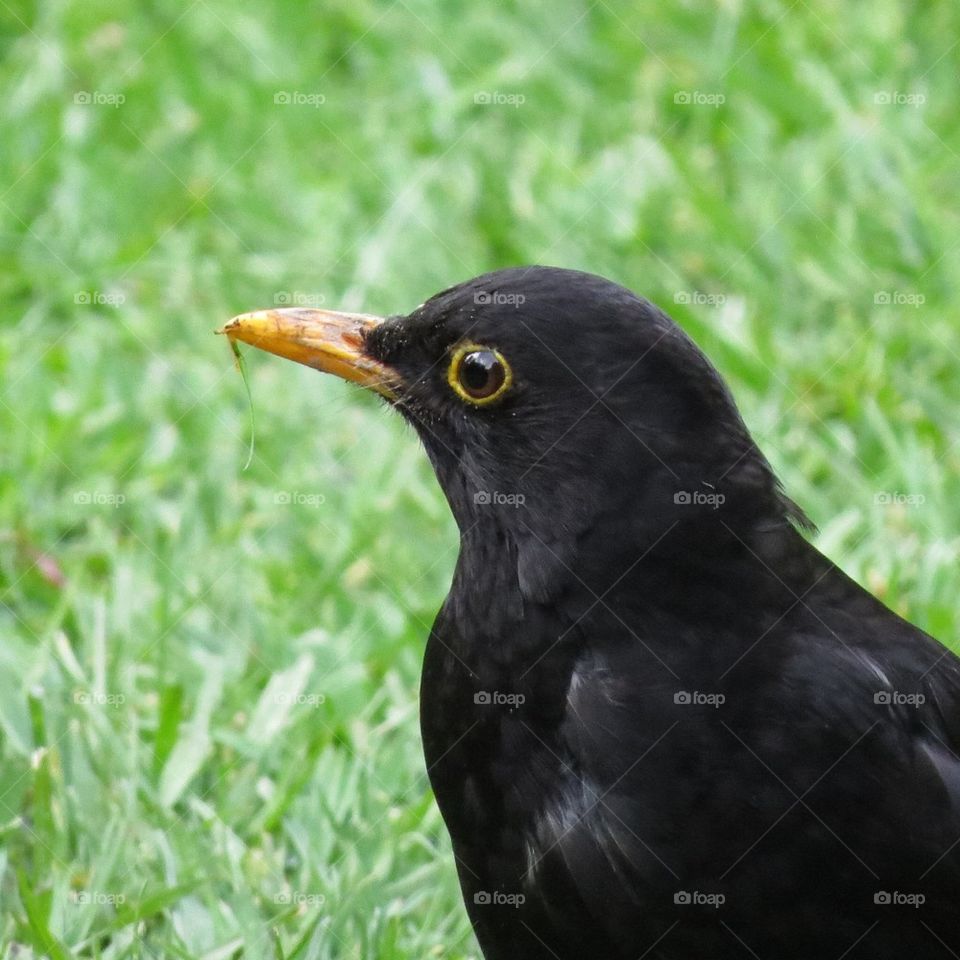 Blackbird