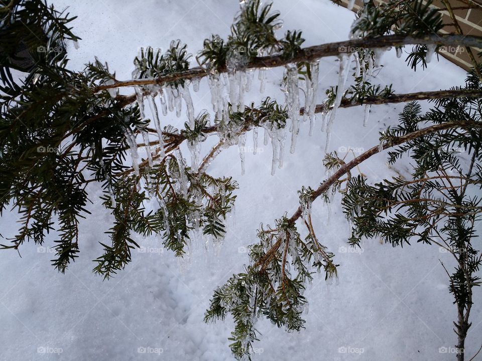 Pine ice