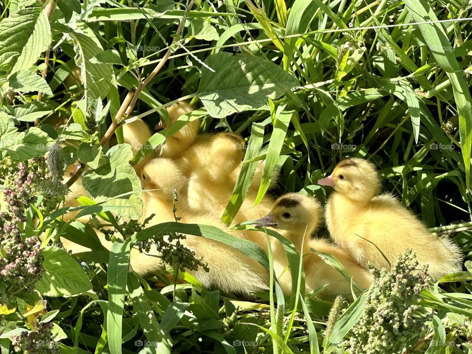 Ducks#babies#nature