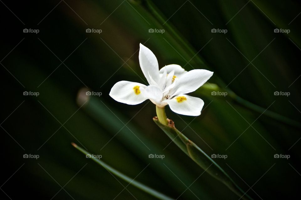 Close-up of a flower