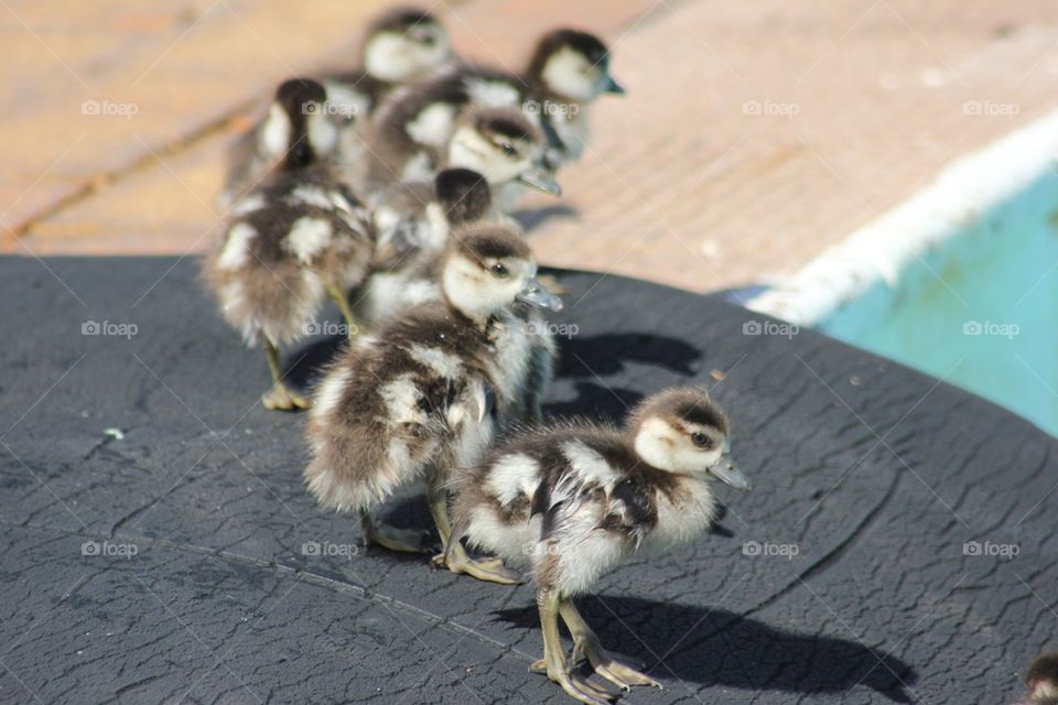 Ducklings
