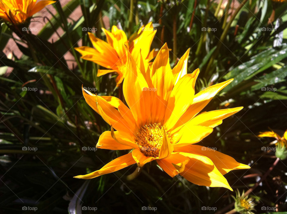 yellow nature flower beautiful by blackpearl079