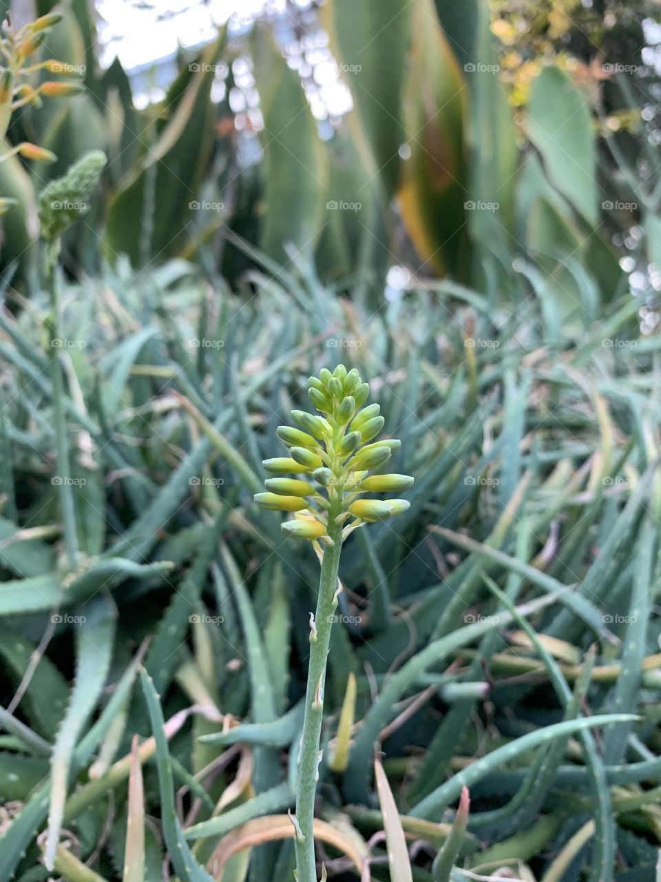 Gardens By The Bay