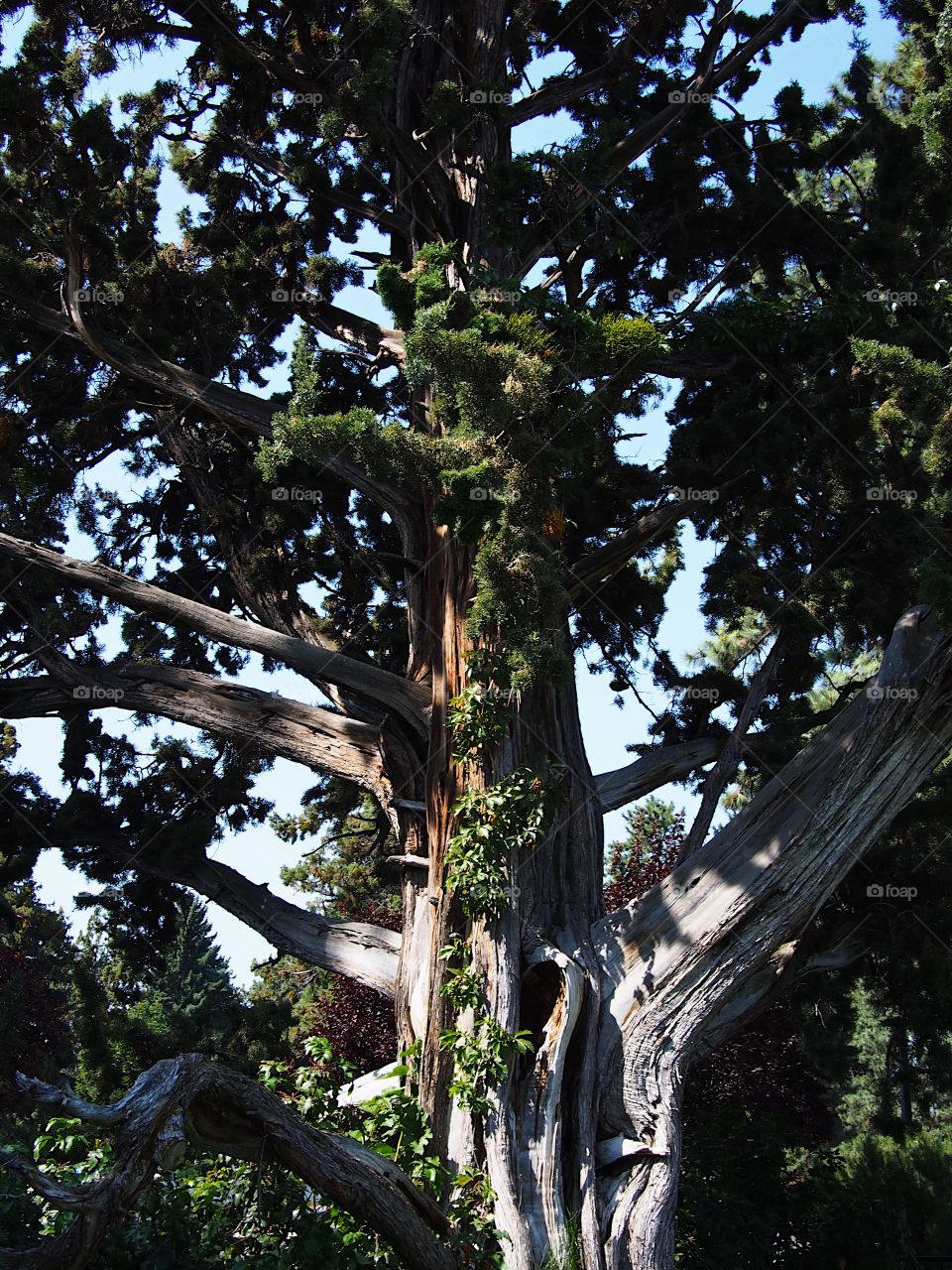 A beautiful large old tree with lots of green foliage at Ponderosa Park in Bend in Central Oregon on a sunny summer morning 