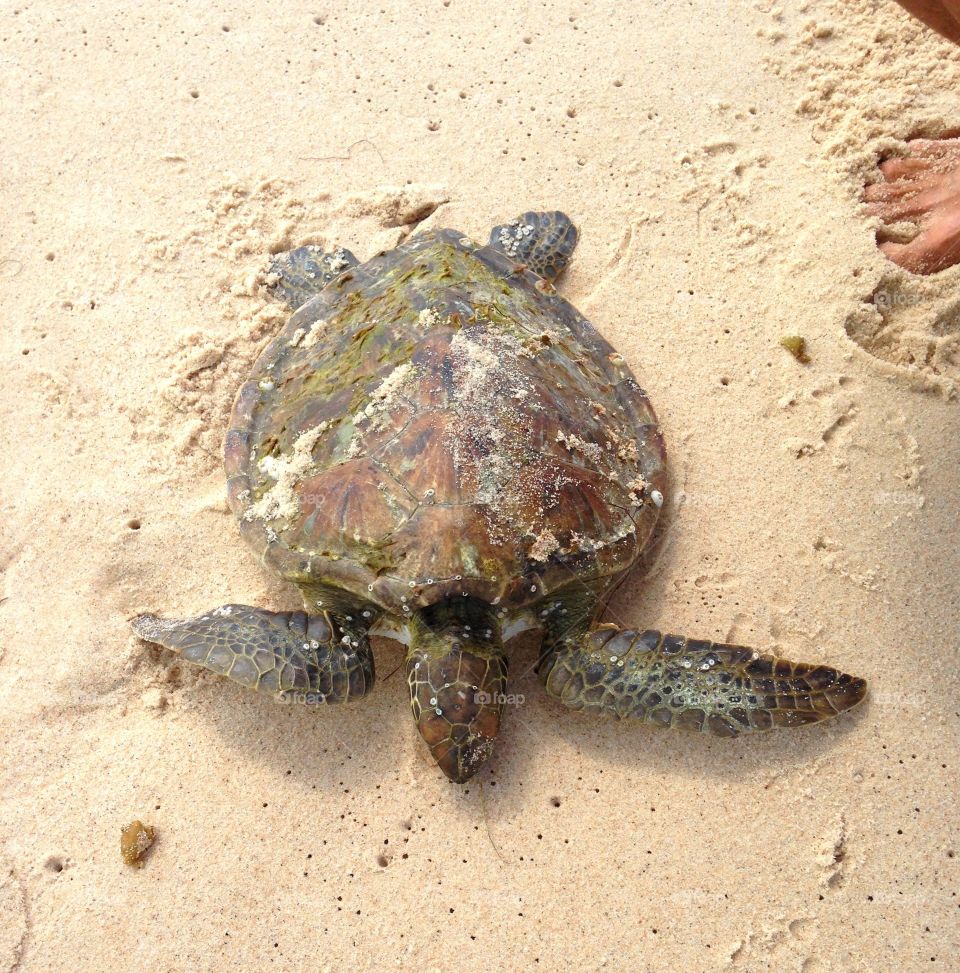 I was walking down the beach and there it was! An awesome sea turtle.