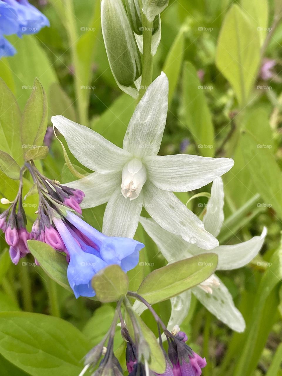 Spring wildflowers in the forest