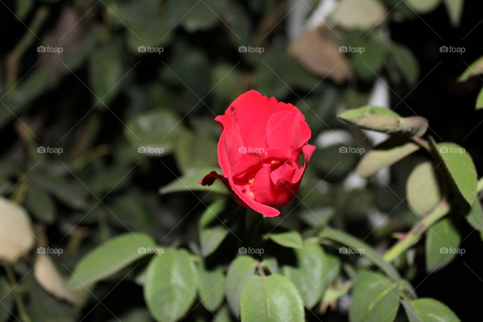 Flower, Leaf, Nature, Flora, No Person